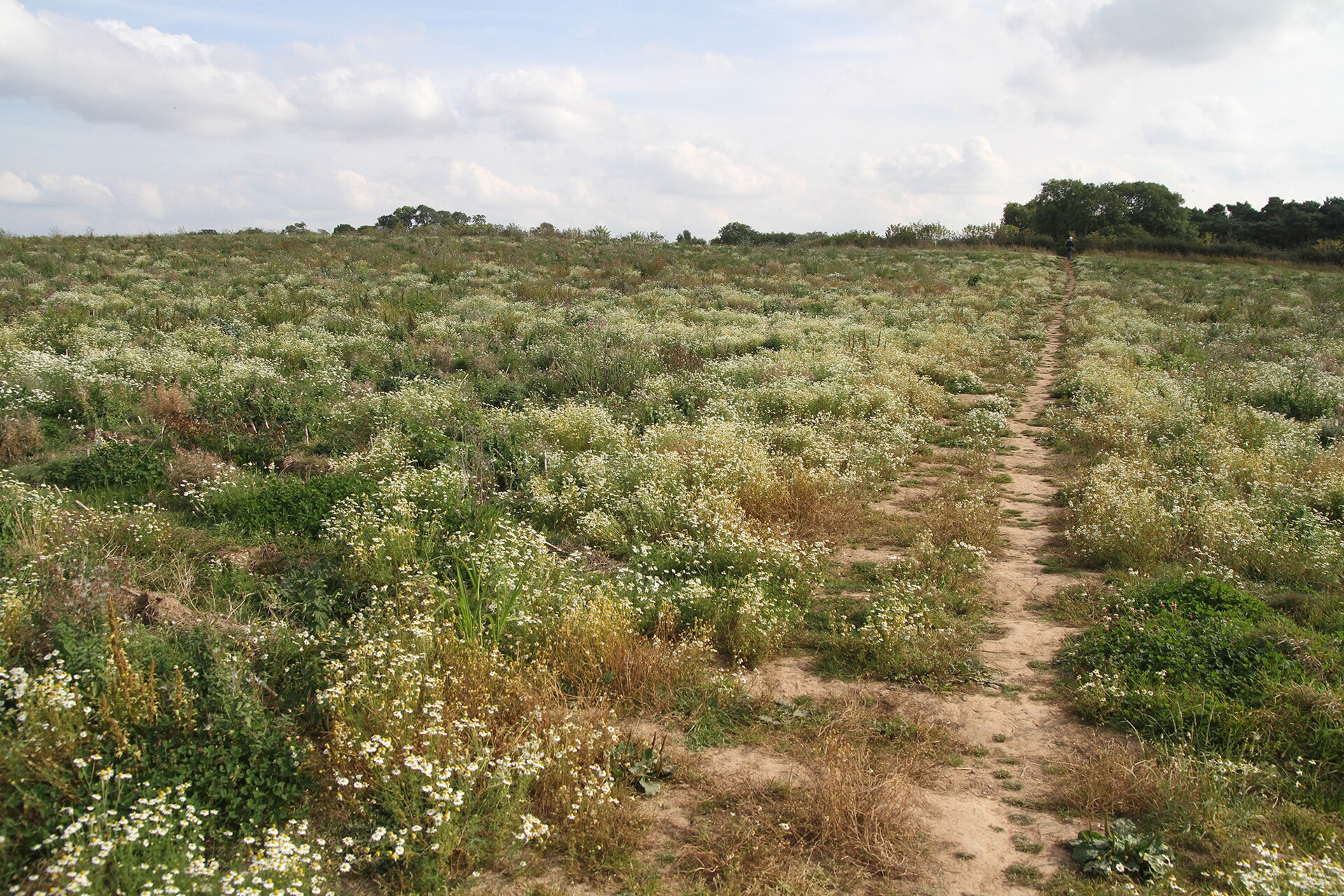 Golden Herbs farmland in Abshway, Fayoum