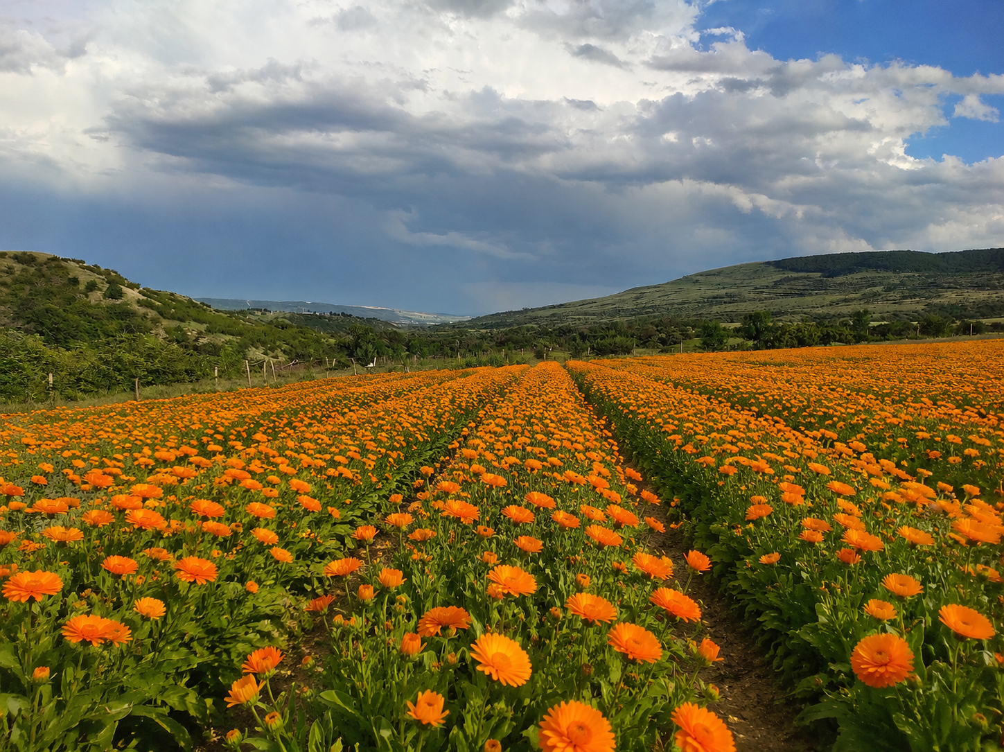 Golden Herbs farm